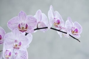 Esthétique Burgdorf Cosmétique/Traitement laser/Soins du visage