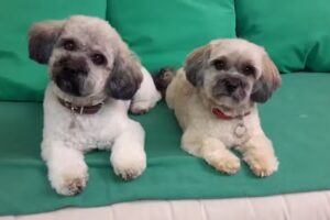 Salone di toelettatura per cani Merlin