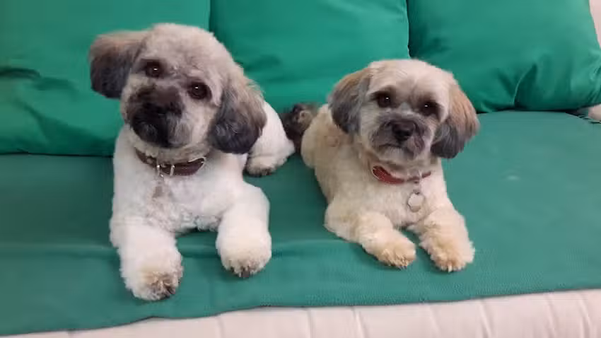 Salone di toelettatura per cani Merlin