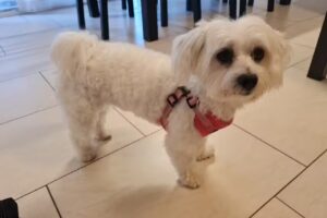 Salon de toilettage pour chiens Trendy Dog