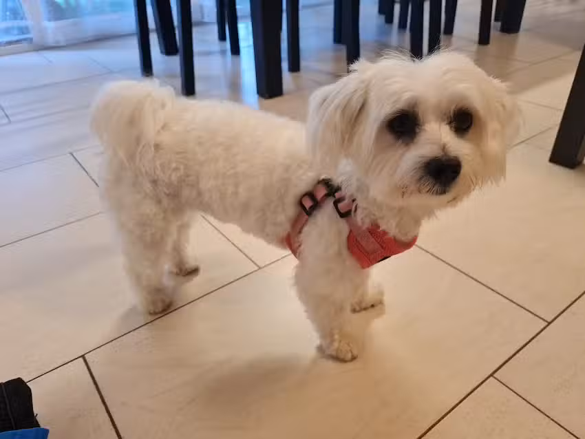 Salon de toilettage pour chiens Trendy Dog